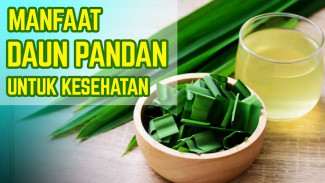 Gak Perlu Obat Mahal, Khasiat Daun Pandan Bikin Tubuh Sehat Total dari Kepala sampai Kaki