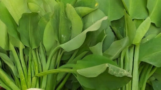 Dianggap Gulma Ternyata Superfood! Fakta Genjer Bisa Cegah Anemia dan Lawan Radikal Bebas!