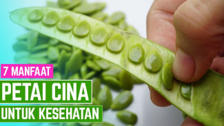 Rahasia Petai Cina yang Jarang Diketahui, Ternyata Bisa Bikin Tubuh Kuat dan Panjang Umur!