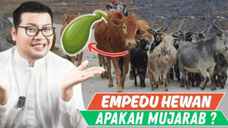 Nekat Minum Empedu Kambing/Sapi Mentah Biar Kuat? Awas! Ini Bahaya Tersembunyi di Baliknya yang Bikin Organ Rusak!