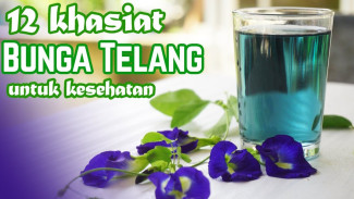 Cuma dengan Secangkir Teh Bunga Telang, 12 Khasiat Dahsyat Bisa Kamu Dapat Sekaligus!