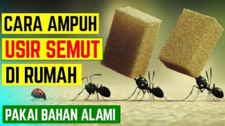 Bukan Cuma Kopi dan Lemon, 9 Bahan Dapur Ini Ternyata Ampuh Usir Semut!
