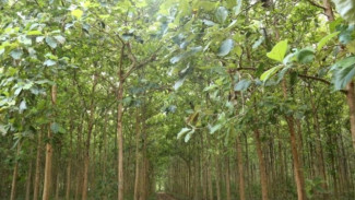 Mau Pohon Jati Cepat Besar! Ini Cara Menanamnya Agar Cepat Panen dan Bernilai Fantastis!