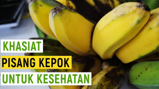 Bukan Sembarangan Pisang, Ini Alasan Pisang Kepok Disebut Buah Seribu Manfaat!
