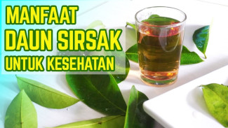 Bukan Sekadar Daun Biasa! Khasiat Daun Sirsak Bisa Bikin Awet Muda dan Jarang Sakit!