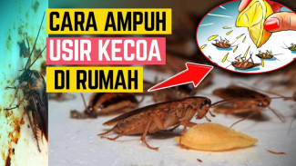 Rahasia Ampuh Hilangkan Kecoa Tanpa Semprot Kimia, Cuma Modal Bumbu Dapur!