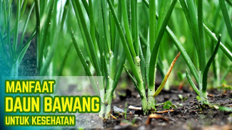 Ternyata Daun Bawang Bukan Sekadar Pelengkap, Ini 9 Manfaat Fantastisnya