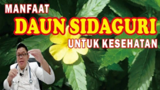Ternyata Daun Sidaguri Bisa Redakan Nyeri, Turunkan Gula Darah, dan Jaga Jantung Sehat!