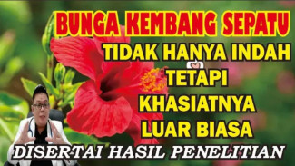 Ternyata Bunga di Pekarangan Rumah Ini Simpan Rahasia Super Pengobatan Alami Sejak Zaman Nenek Moyang!