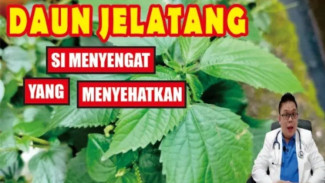 Daun Jelatang Ternyata Bisa Redakan Radang dan Turunkan Tekanan Darah! Ini Fakta Ilmiahnya