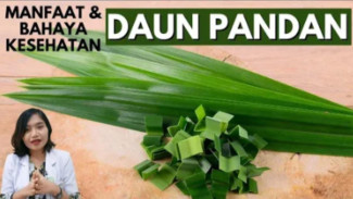 Rahasia Dapur Terbongkar! Daun Pandan Ternyata 'Obat Sakti' Turunkan Tensi Hingga Tumpas Ketombe!