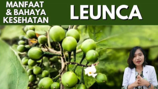 Rahasia Sayur Leunca! Si Kecil Hitam Ini Ternyata Punya Kekuatan Anti-Kanker yang Wajib Diketahui!