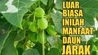 Daun Jarak Pagar Bukan Sembarangan, Khasiatnya Bisa Lawan Penyakit dalam Sekali Rebus!