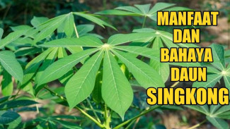 Daun Singkong Ternyata Ampuh Bikin Badan Ideal, Tapi Bisa Bahaya Kalau Salah Masak!