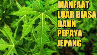 Bukan Sekadar Daun Pahit, Pepaya Gantung Ternyata Bisa Atasi Flu, Eksim, dan Ketombe Sekaligus!