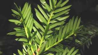 10 Fakta Mengejutkan Daun Taxus, Ternyata Bisa Jadi Bahan Obat Kanker!