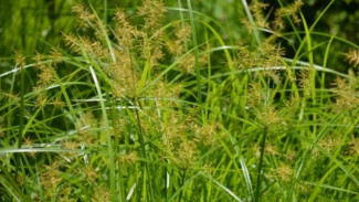 Rumput Teki Ternyata Bisa Jadi Obat? Fakta Nomor 4 Bikin Banyak Orang Kaget!