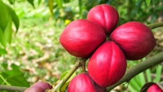 Manfaat Mahkota Dewa yang Jarang Diketahui, Nomor 4 Banyak Orang Belum Percaya!