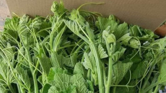 Wow! Ternyata Daun Pucuk Labu Punya Segudang Manfaat Kesehatan, Banyak yang Belum Tahu!
