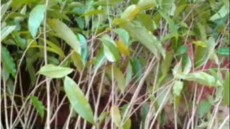 Daun Gaharu, Daun Ajaib yang Bisa Lawan Stres & Radikal Bebas! Fakta dan Manfaatnya Bikin Kaget!