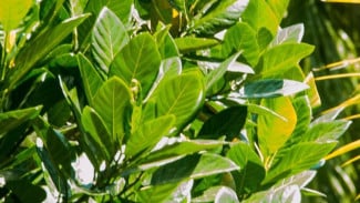 Daun Nangka Ternyata Bisa Turunkan Gula Darah & Lindungi Jantung! Manfaatnya Bikin Takjub!