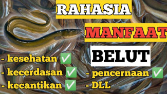 Dulu Disepelekan, Sekarang Jadi Superfood! Belut Punya Manfaat Ajaib untuk Jantung dan Kecerdasan!