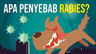 Rabies Bisa Mematikan Kalau Telat Ditangani, Waspada Gigitan Hewan Ini