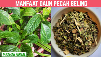 7 Keajaiban Daun Pecah Beling yang Bisa Atasi Batu Ginjal hingga Jerawat dalam Sekejap!
