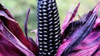 Ternyata Jagung Ungu Bukan Sekadar Unik, Tapi Bisa Turunkan Kolesterol dan Bikin Awet Muda! Yuk, Kenalan Sama Si Ungu Aj