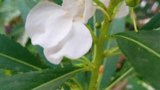 Daun Pacar Ternyata Punya Manfaat Super Dahsyat untuk Kesehatan, Bukan Cuma Buat Henna!