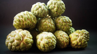 Obat Alami Diabetes? Ternyata Srikaya Bagus Dikonsumsi dan Rahasia Jaga Gula Darah Stabil!