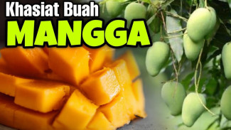 9 Manfaat Mangga Luar Biasa yang Bikin Ibu Hamil, Anak, dan Dewasa Semangat Hidup Sehat Tiap Hari!