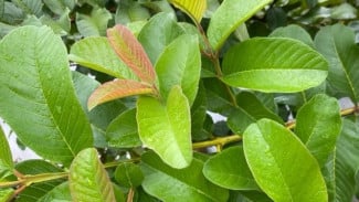 Daun Jambu Biji Ternyata Obat Ajaib! Nomor Tiga Bikin Banyak Orang Nggak Nyangka!