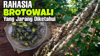 Rasa Pahitnya Bikin Kaget, Ternyata Brotowali Diam-Diam Simpan Khasiat Kesehatan yang Fantastis
