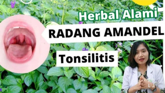 Bye-bye Antibiotik! Rahasia Daun Ajaib Pecut Kuda yang Ampuh Banget Atasi Radang Amandel!