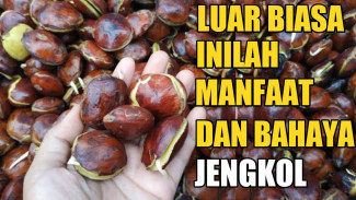Aroma Tajam Tapi Kaya Manfaat, Jengkol Diam-Diam Jadi ‘Superfood’ yang Bikin Warga Heran