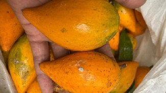 Buah Campolai Ternyata Punya Manfaat Dahsyat! Vitamin Tinggi, Jarang Dikenal, Tapi Baik untuk Kesehatan!