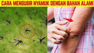 Bikin Nyamuk Lari Ketakutan! 7 Cara Natural yang Wajib Dicoba di Rumah!
