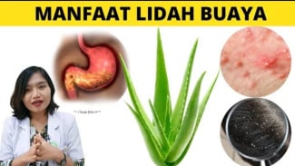 Hindari Pahitnya Lateks Rahasia Lidah Buaya Murni Sembuhkan Diabetes dan Pelihara Kecantikan