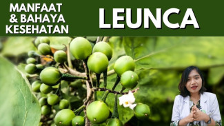 Tanaman Leunca Punya Banyak Manfaat Kesehatan, Tapi Waspada Bahaya Cipokak Ini!