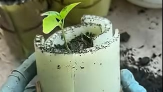 Inovasi Nol Biaya! Batang Pisang Gantikan Polybag untuk Tanam Benih, Kunci Sukses Pertanian Thailand