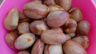 10 Manfaat Biji Nangka yang Bikin Kaget! Ternyata Khasiatnya Lebih Dahsyat dari Daging Buahnya!