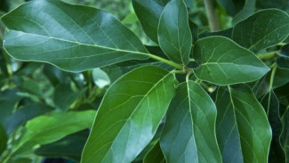 Daun Alpukat Bisa Bikin Tubuh Makin Sehat! Manfaatnya Nomor 3 Bikin Kaget!