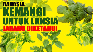 Hanya Lalapan Biasa, Ternyata Kemangi Mampu Jadi 'Baterai' Otak Lansia: Rahasia Awet Muda Tersembunyi