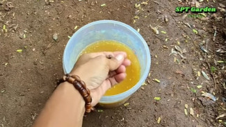 Cuma Pakai 4 Bahan di Dapur! Rahasia Pupuk Organik Super yang Bikin Tanaman Cepat Berbunga & Anti Rontok!