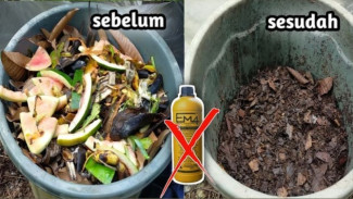 Jangan Buang Sampah Dapurmu! Campuran Sederhana Ini Bisa Jadi Pupuk Super Subur untuk Semua Tanaman