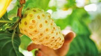 Cuma Modal Buah Pace! Tanaman Langsung Subur, Anti Rontok, Berbunga Lebat! Rahasianya Ada di Sini!