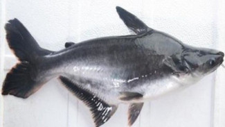 Wow! Ternyata Ikan Patin Punya Manfaat Dahsyat yang Jarang Diketahui!