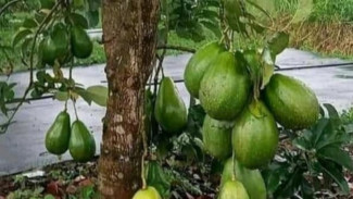 Cuma Pakai Obat Perut & Bawang Merah, Pohon Alpukat Langsung Berbunga Lebat! Rahasianya Bikin Kaget!