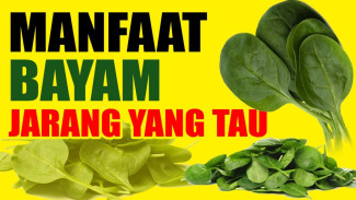 Modal Bayam, Boom! 17 Penyakit Auto Minggat, Kolesterol Aman, Energi Maksimal seperti Superstar
